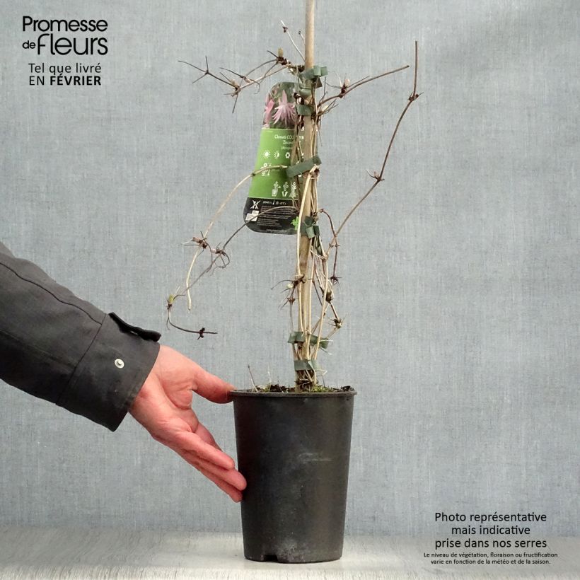 Clematis Country Rose Maceta 2L/3L Ejemplar entregado en invierno