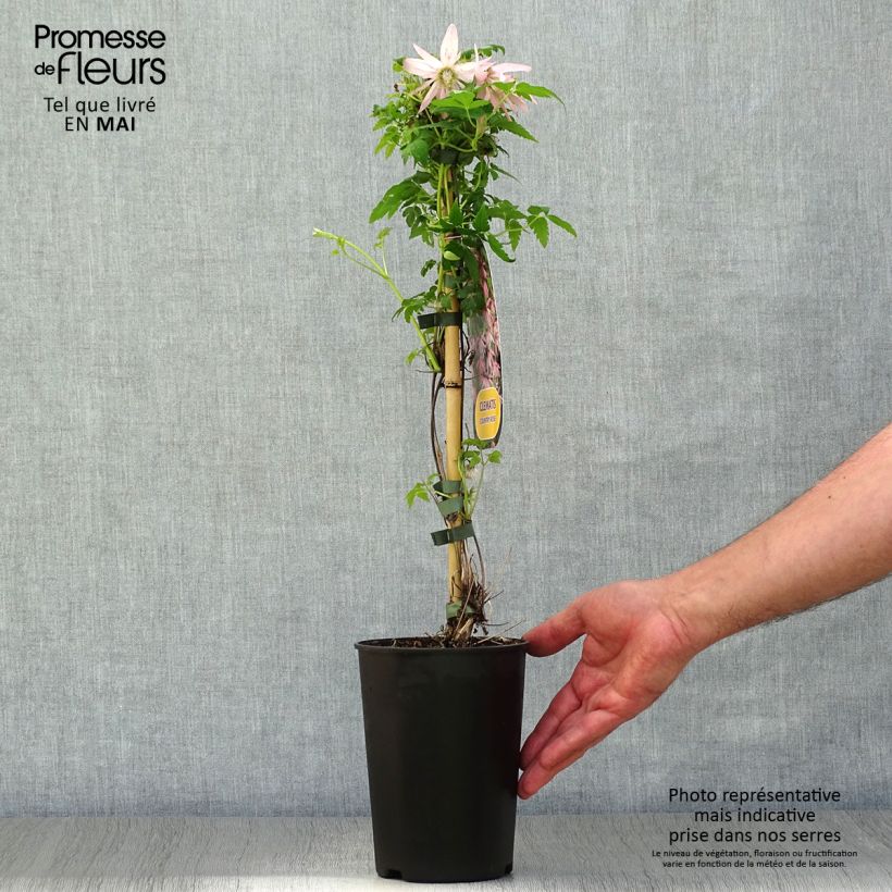 Clematis Country Rose Maceta 2L/3L Ejemplar entregado en la primavera