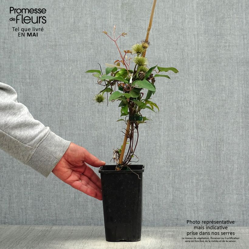 Clematis Couronne Royale Maceta 1,5L/2L Ejemplar entregado en la primavera