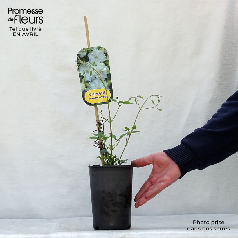 Clematis Dancing Dorien Maceta 2L/3L Ejemplar entregado en la primavera