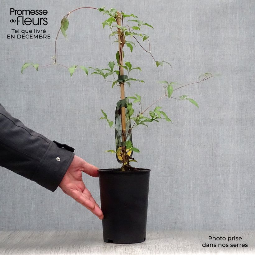 Clematis Dancing Dorien Maceta 2L/3L Ejemplar entregado en invierno