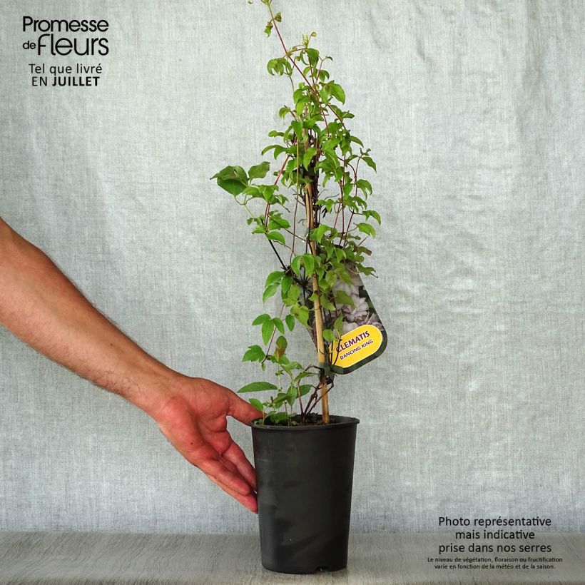 Ejemplar de Clematis Dancing King Maceta 2L/3L entregado en verano