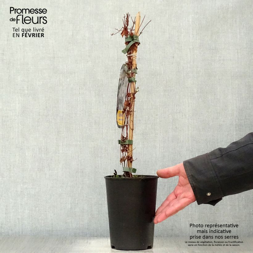 Clematis Dancing King Maceta 2L/3L Ejemplar entregado en invierno