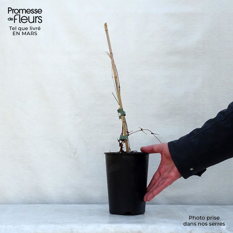 Clematis Dancing Queen Maceta 2L/3L Ejemplar entregado en la primavera