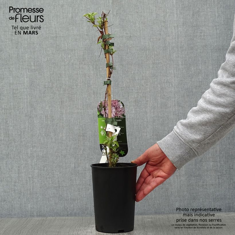 Clematis Dancing Queen Maceta 2L/3L Ejemplar entregado en invierno