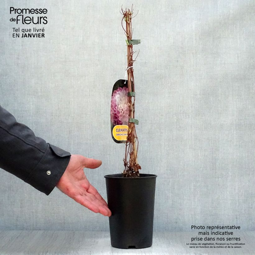 Clematis Dancing Smile Maceta 2L/3L Ejemplar entregado en invierno