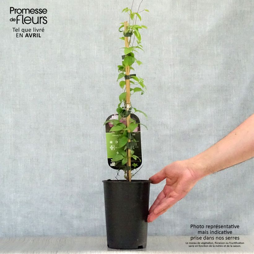 Clematis Dancing Smile Maceta 2L/3L Ejemplar entregado en la primavera