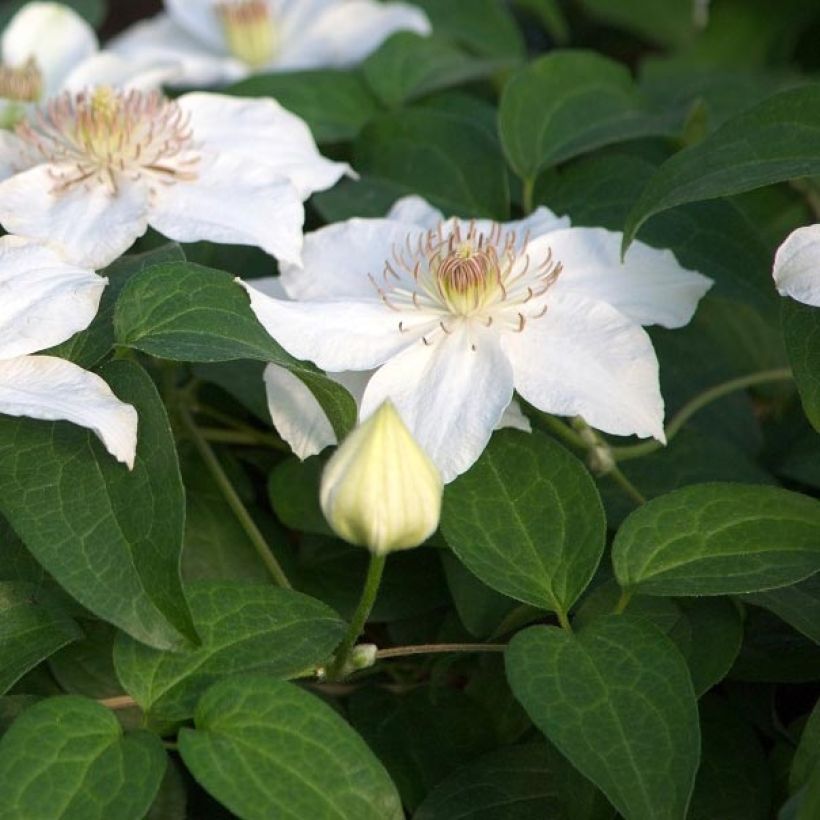 Clematis Destiny (Follaje)