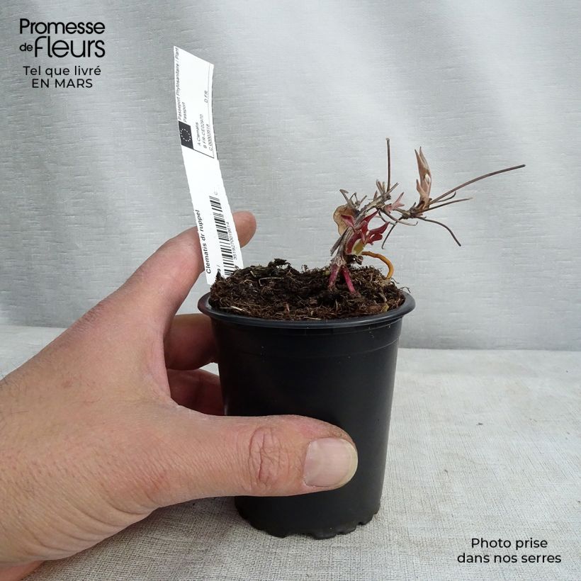 Clematis Docteur Ruppel Maceta de 8/9 cm Ejemplar entregado en invierno