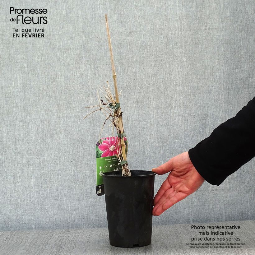 Clematis Docteur Ruppel Maceta 2L/3L Ejemplar entregado en invierno