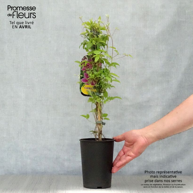 Clematis Docteur Ruppel Maceta 2L/3L Ejemplar entregado en la primavera