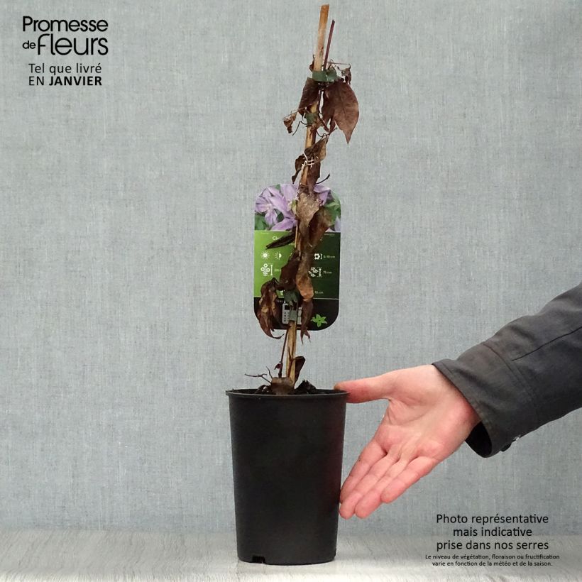 Clematis Dorothy Walton Maceta 1,5L/2L Ejemplar entregado en invierno