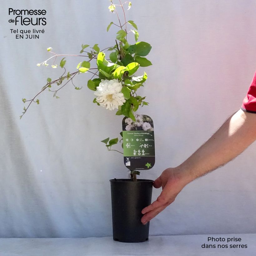 Ejemplar de Clematis Duchess of Edinburgh Maceta 2L/3L entregado en verano