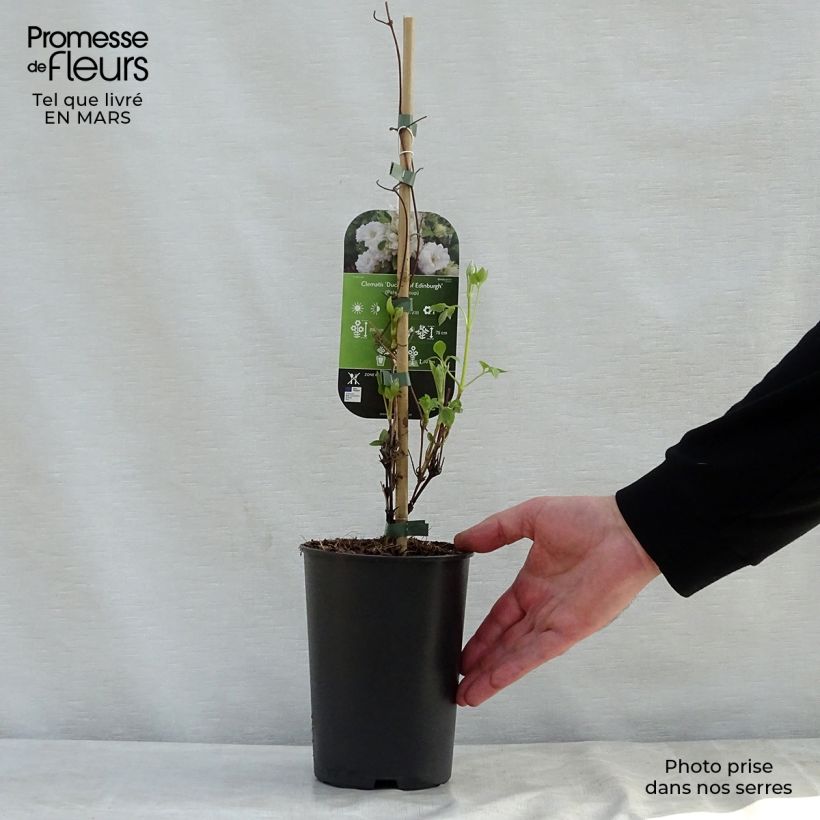 Clematis Duchess of Edinburgh Maceta 2L/3L Ejemplar entregado en la primavera