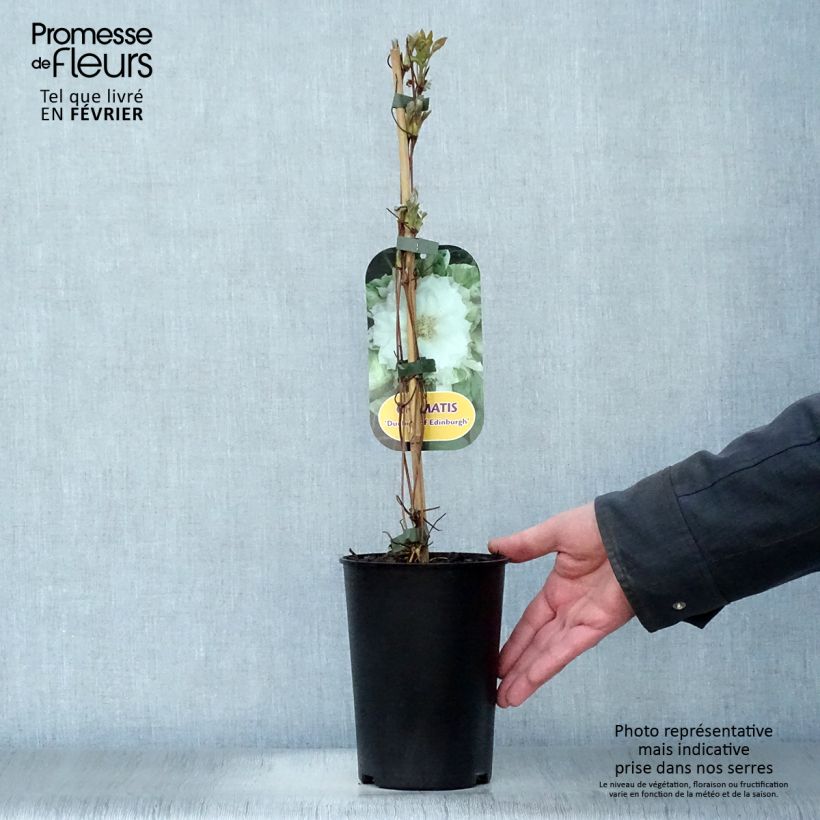 Clematis Duchess of Edinburgh Maceta 2L/3L Ejemplar entregado en invierno