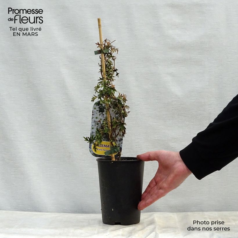 Clematis Early Sensation Maceta 2L/3L Ejemplar entregado en la primavera