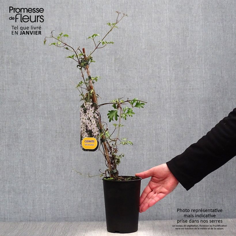 Clematis Early Sensation Maceta 2L/3L Ejemplar entregado en invierno