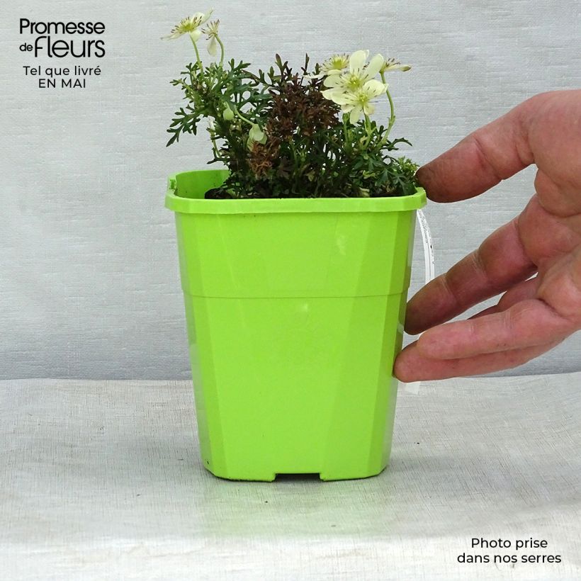 Clematis Emerald Dream Maceta 1L/1,5L Ejemplar entregado en la primavera