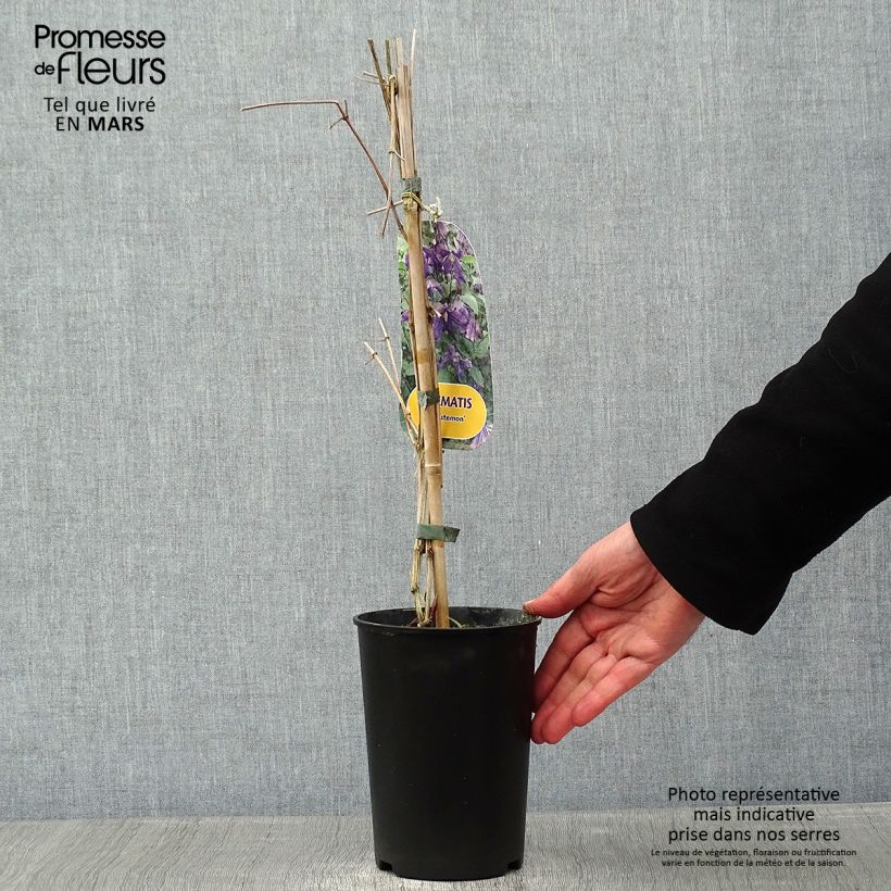 Clematis Eriostemon Maceta 2L/3L Ejemplar entregado en invierno