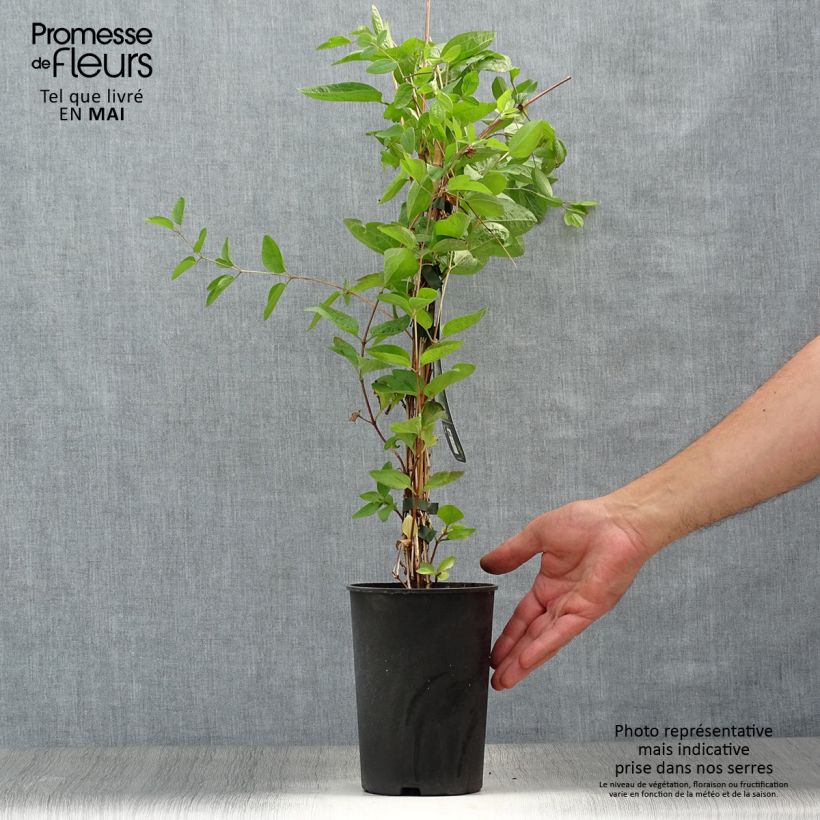 Clematis Eriostemon Maceta 2L/3L Ejemplar entregado en la primavera