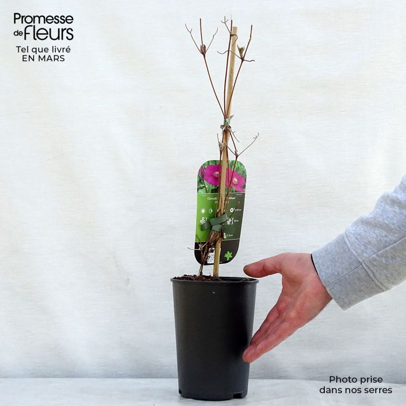 Clematis viticella Ernest Marckham Maceta 2L/3L Ejemplar entregado en la primavera