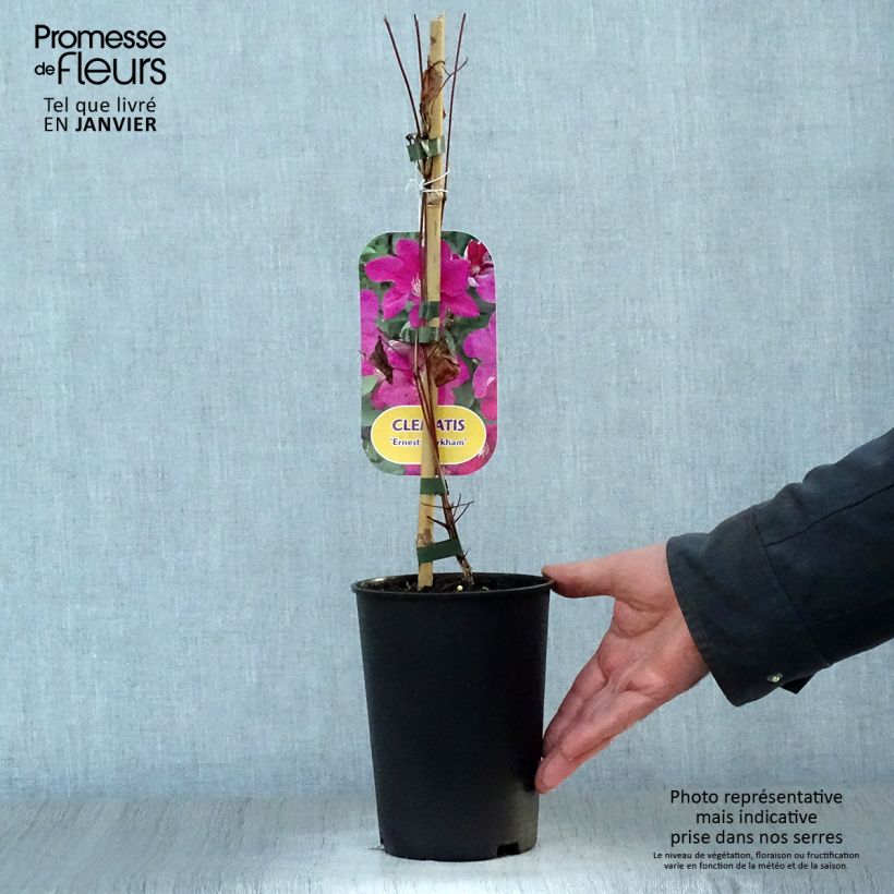 Clematis viticella Ernest Marckham Maceta 2L/3L Ejemplar entregado en invierno