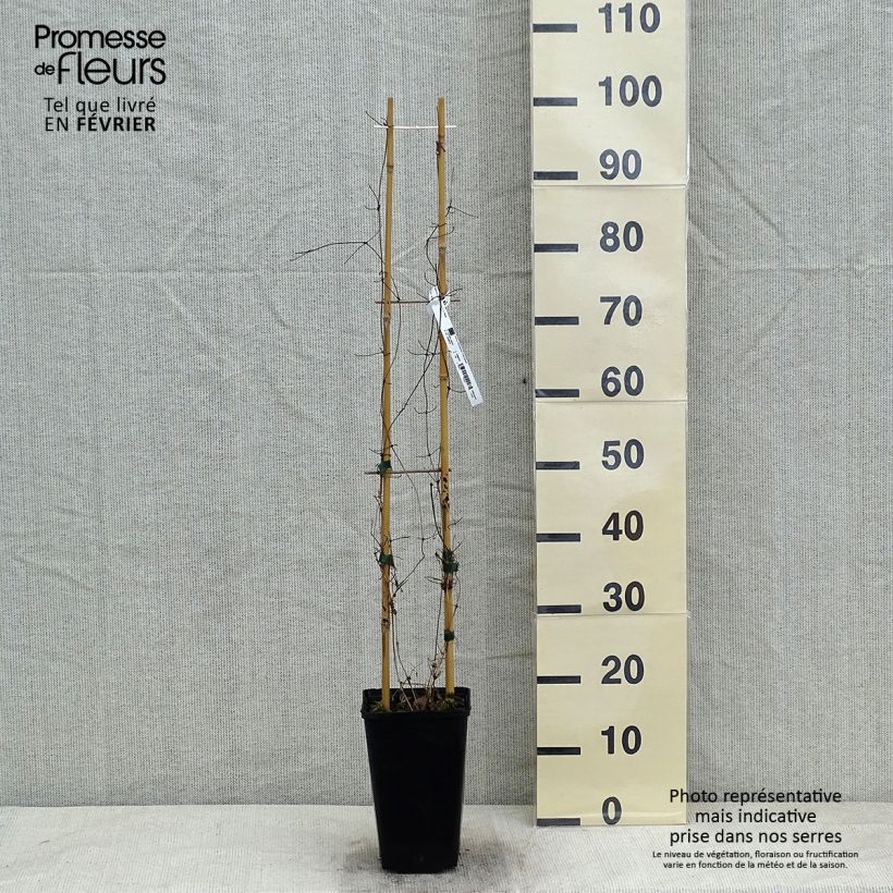 Clematis Etoile Nacrée Maceta 2L/3L Ejemplar entregado en invierno