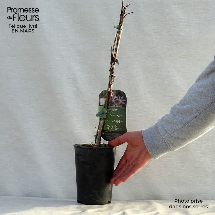 Clematis Exciting Maceta 2L/3L Ejemplar entregado en la primavera