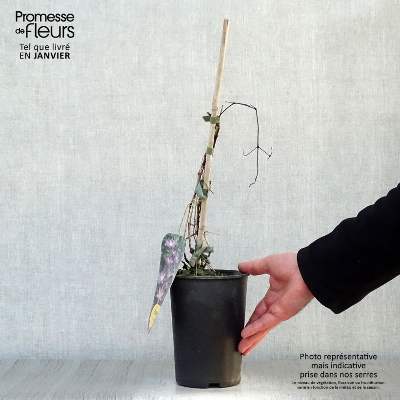 Clematis Exciting Maceta 2L/3L Ejemplar entregado en invierno