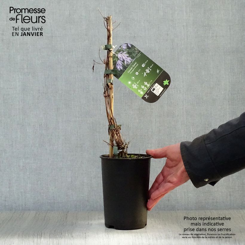 Clematis Eximia Maceta 2L/3L Ejemplar entregado en invierno