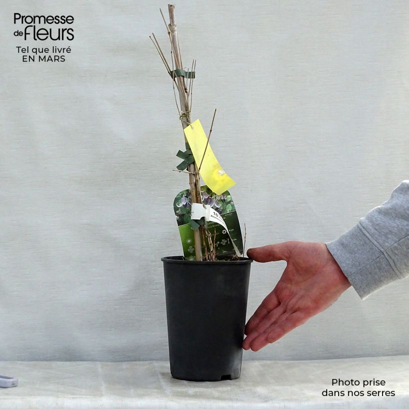 Clematis Fascination Maceta 2L/3L Ejemplar entregado en la primavera