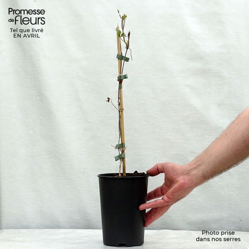 Clematis florida Fond Memories Maceta 2L/3L Ejemplar entregado en la primavera