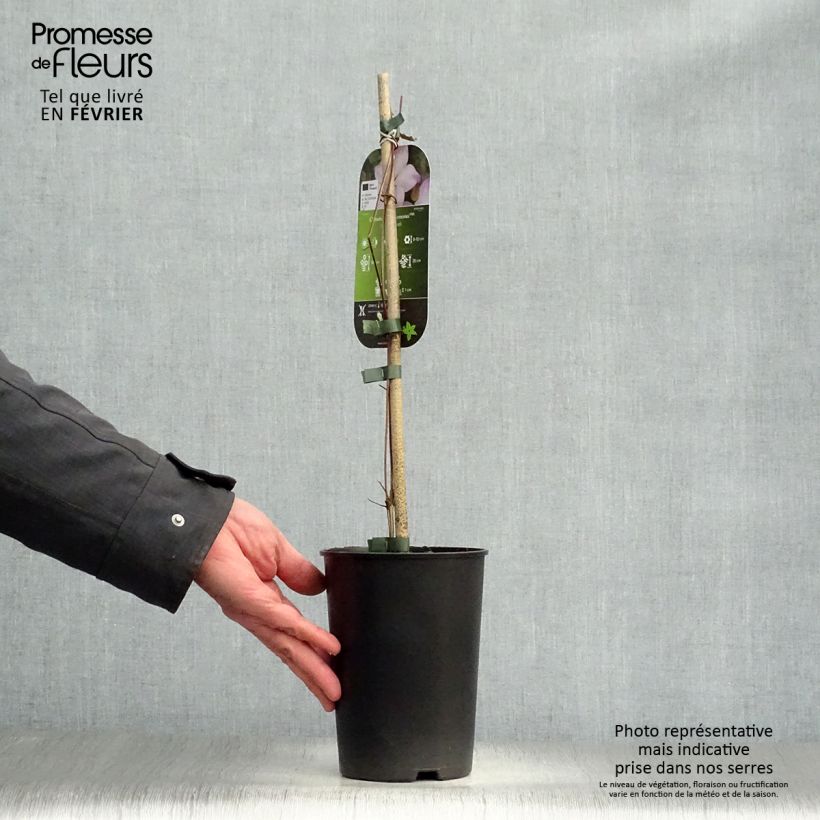 Clematis florida Fond Memories Maceta 2L/3L Ejemplar entregado en invierno