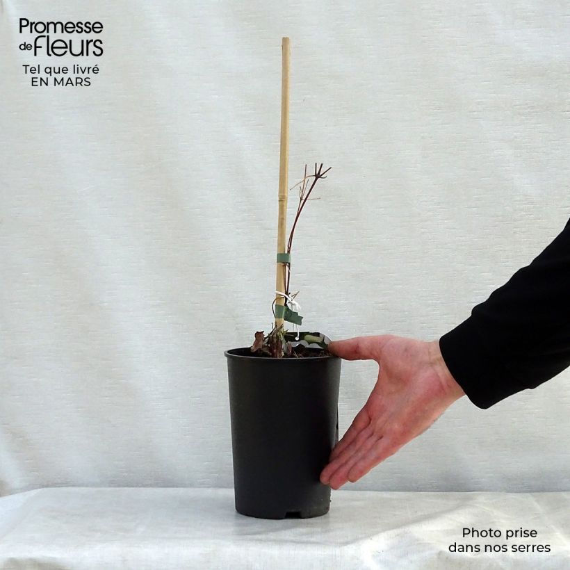 Clematis jackmanii Forever Friends Maceta 2L/3L Ejemplar entregado en la primavera