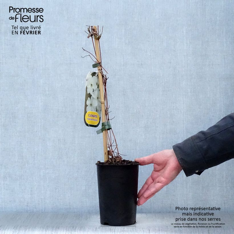 Clematis jackmanii Forever Friends Maceta 2L/3L Ejemplar entregado en invierno