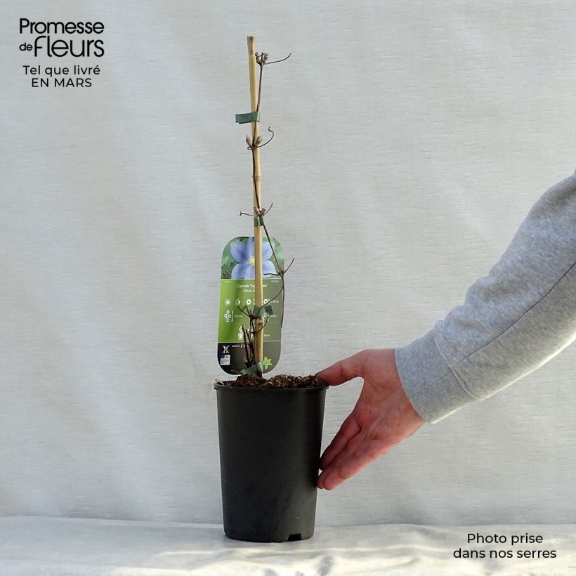 Clematis Fuji Musume Maceta 2L/3L Ejemplar entregado en la primavera