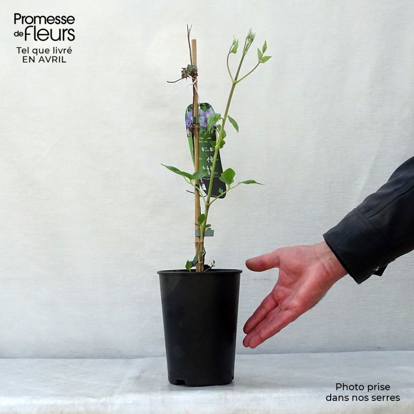 Clematis Général Sikorski Maceta 2L/3L Ejemplar entregado en la primavera