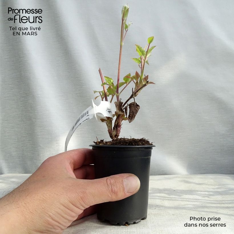 Clematis Général Sikorski Maceta de 8/9 cm Ejemplar entregado en invierno