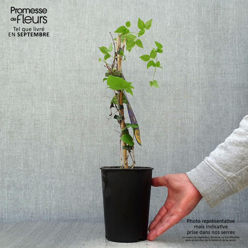 Ejemplar de Clematis Général Sikorski Maceta 2L/3L entregado en otoño