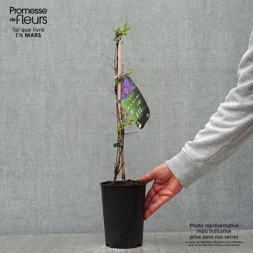 Clematis Gipsy Queen Maceta 2L/3L Ejemplar entregado en invierno