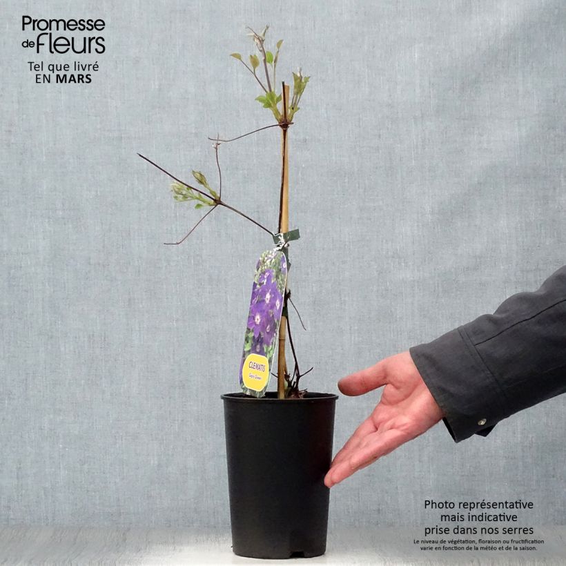 Clematis Gipsy Queen Maceta 2L/3L Ejemplar entregado en la primavera