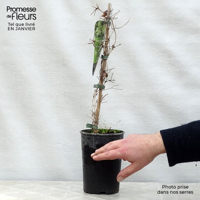 Clematis Green Passion Maceta 2L/3L Ejemplar entregado en invierno