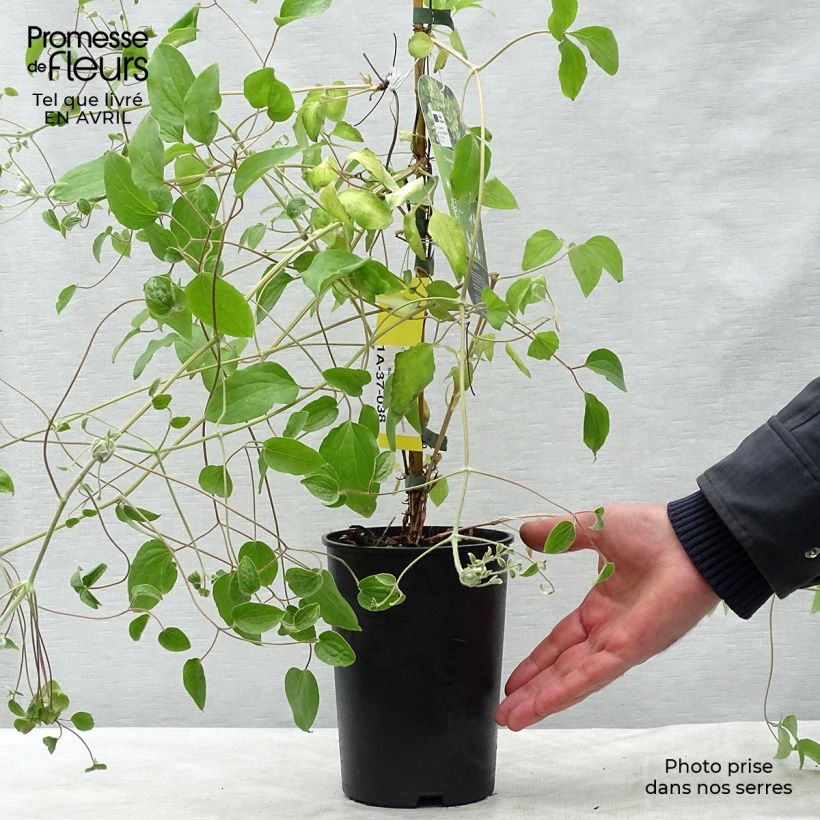 Clematis Green Passion Maceta 2L/3L Ejemplar entregado en la primavera