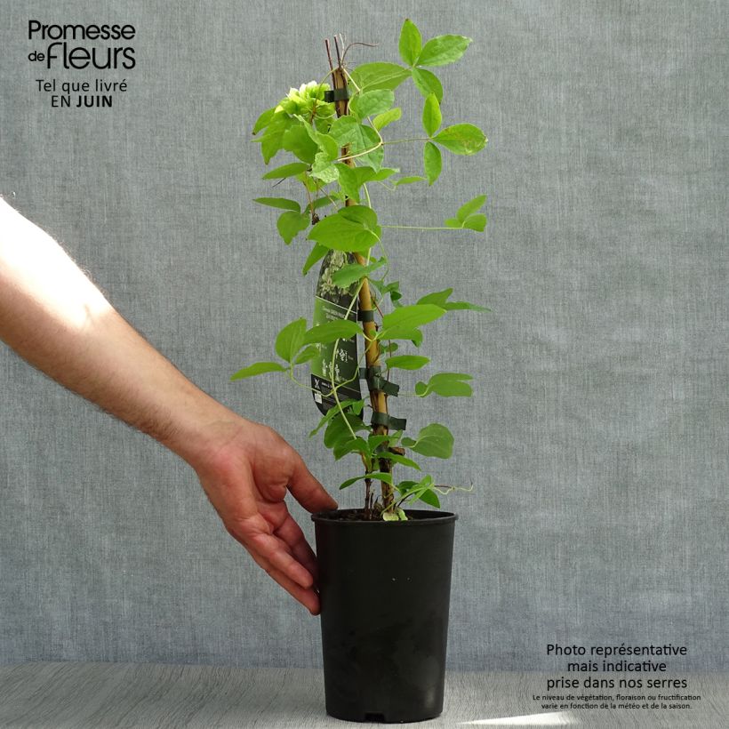 Ejemplar de Clematis Green Passion Maceta 2L/3L entregado en verano