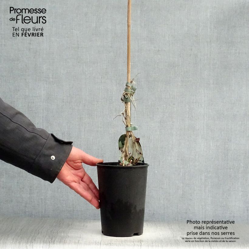 Clematis Guernsey Cream Maceta 2L/3L Ejemplar entregado en invierno