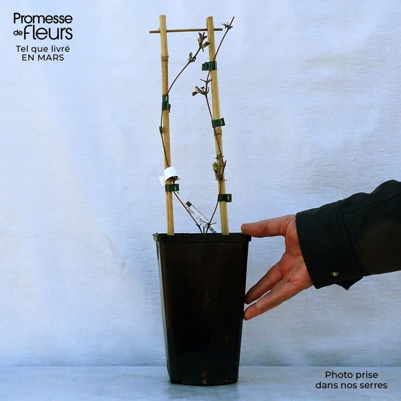 Clematis H. F. Young Maceta 1,5L/2L Ejemplar entregado en la primavera