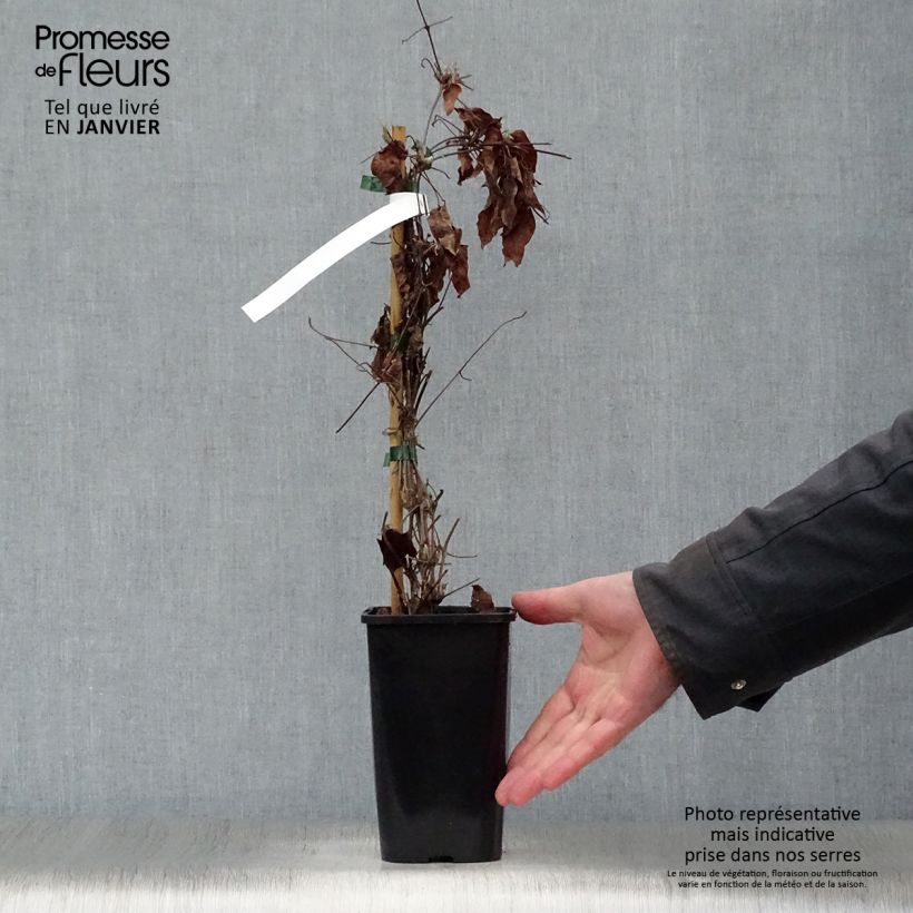 Clematis H. F. Young Maceta 1,5L/2L Ejemplar entregado en invierno