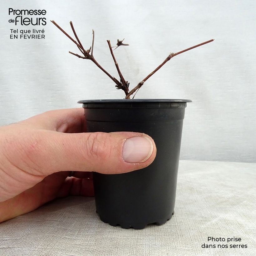 Clematis Hagley hybride Maceta de 8/9 cm Ejemplar entregado en invierno