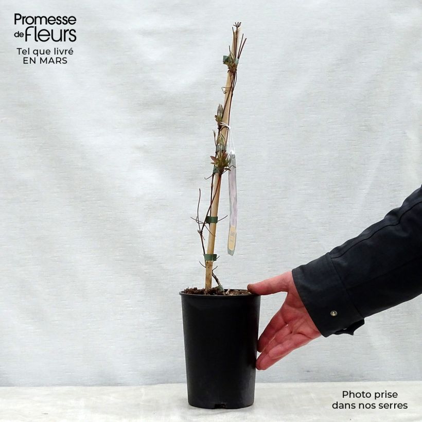 Clematis Hagley hybride Maceta 2L/3L Ejemplar entregado en la primavera