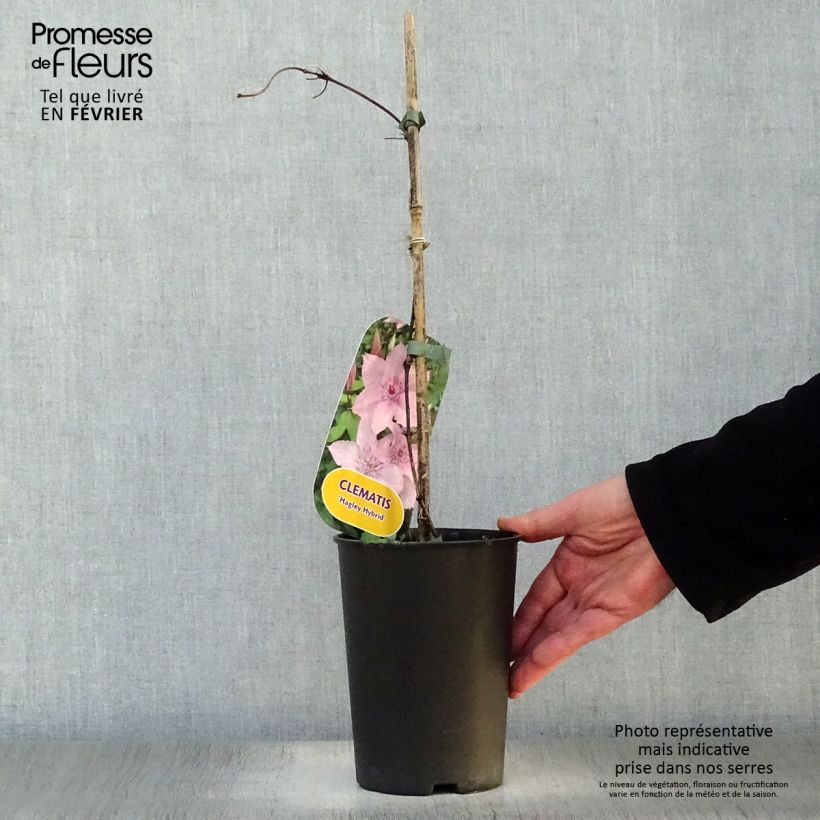 Clematis Hagley hybride Maceta 2L/3L Ejemplar entregado en invierno